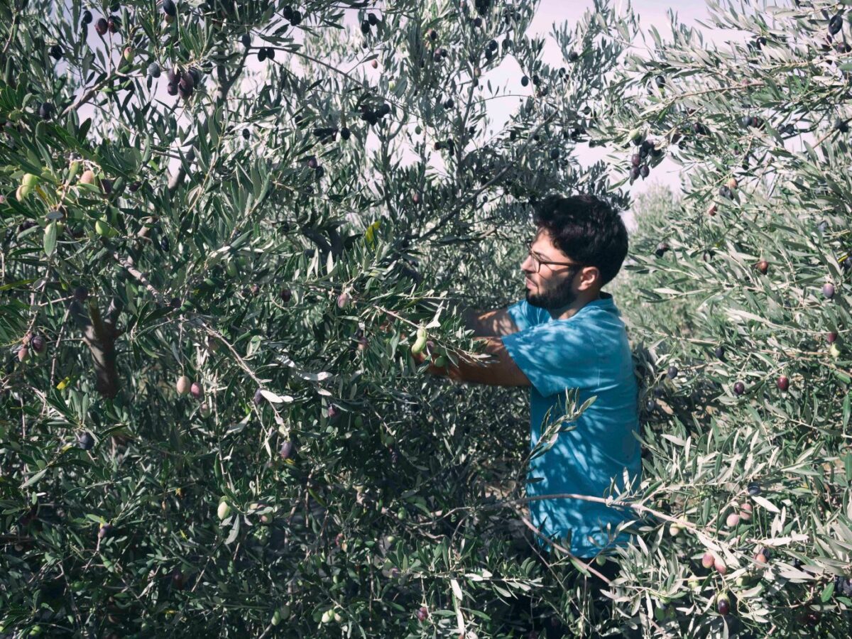 Entre olivos a contraluz