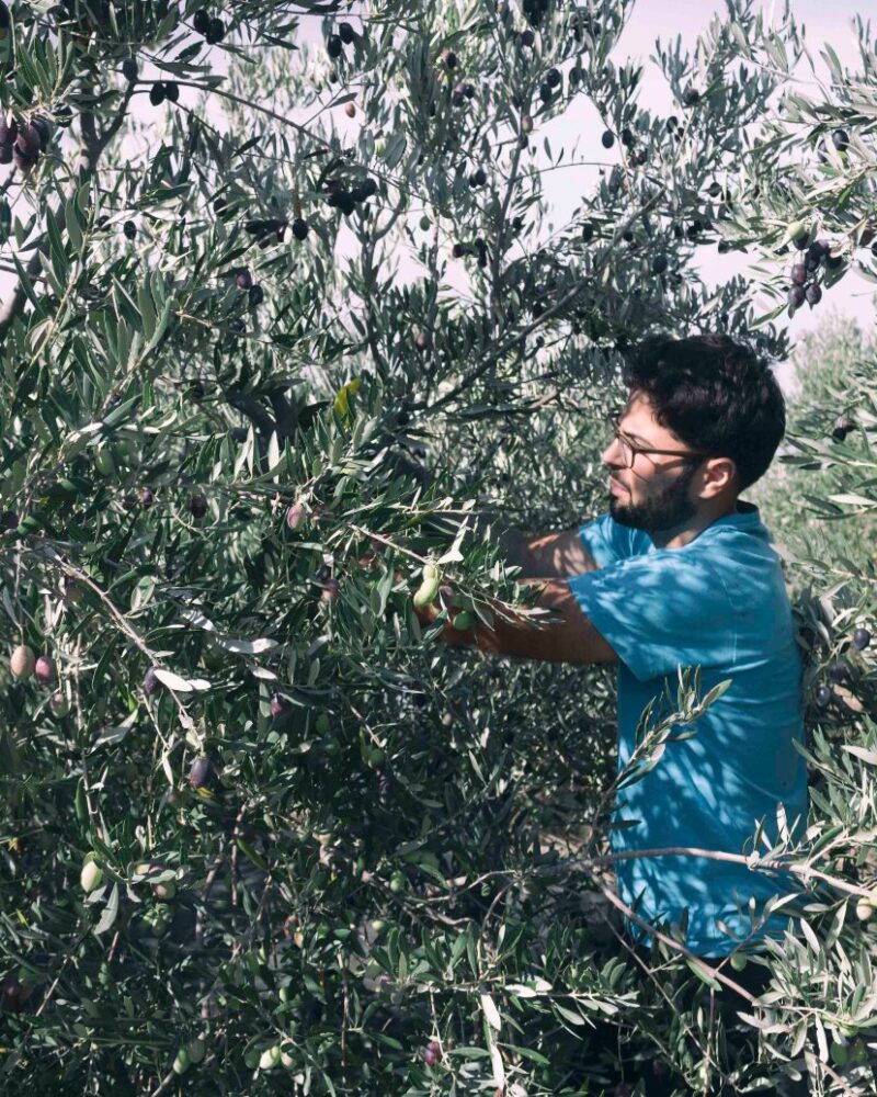 Entre olivos a contraluz